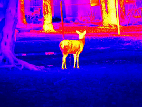 image1.gif image1.gif