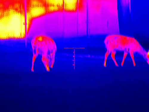 image4.gif image4.gif