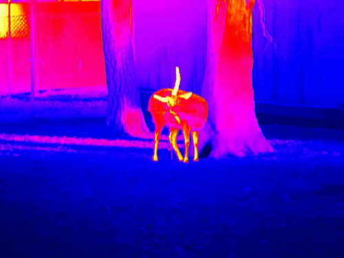 image3.gif image3.gif